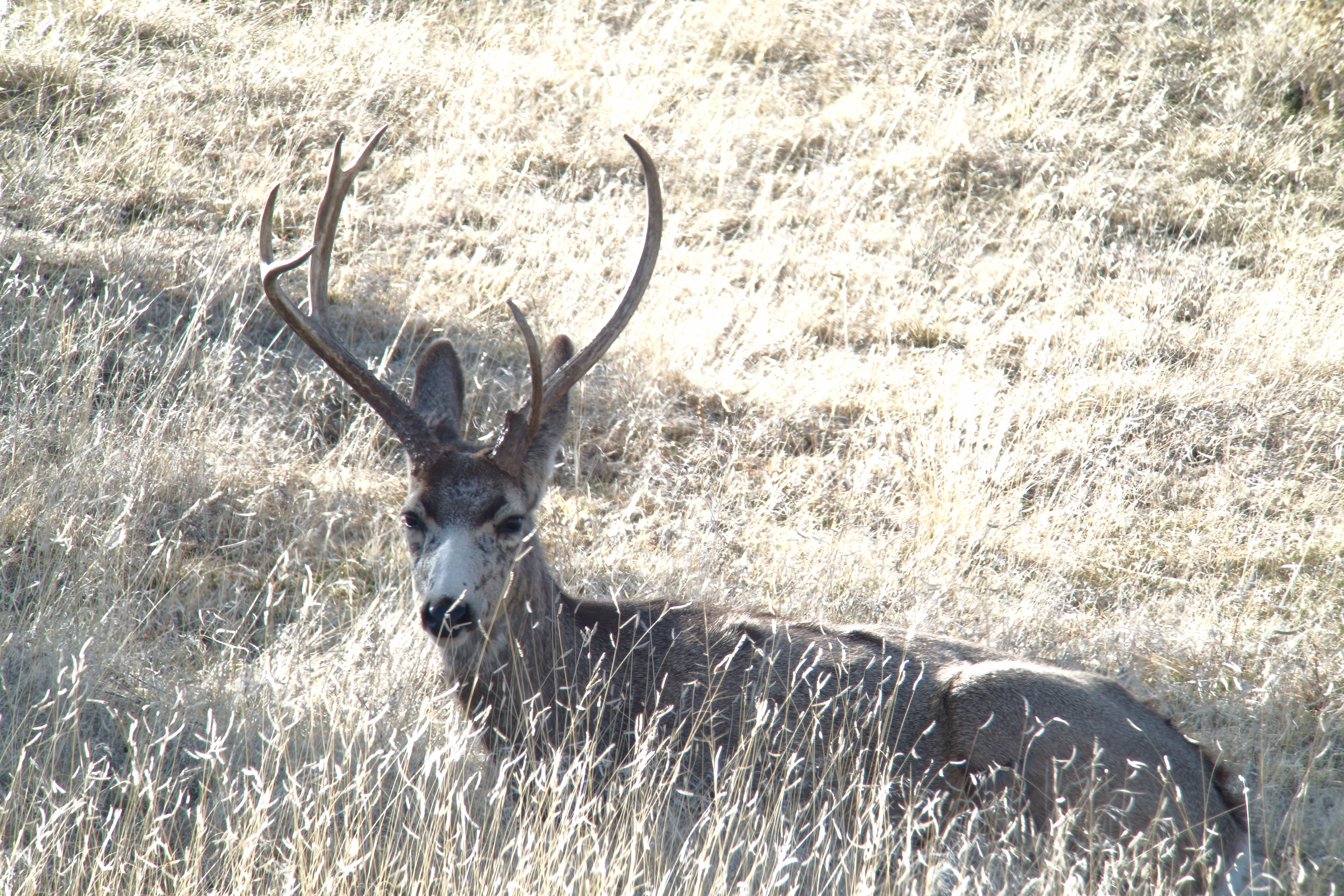 buck1_3.27.14.jpg