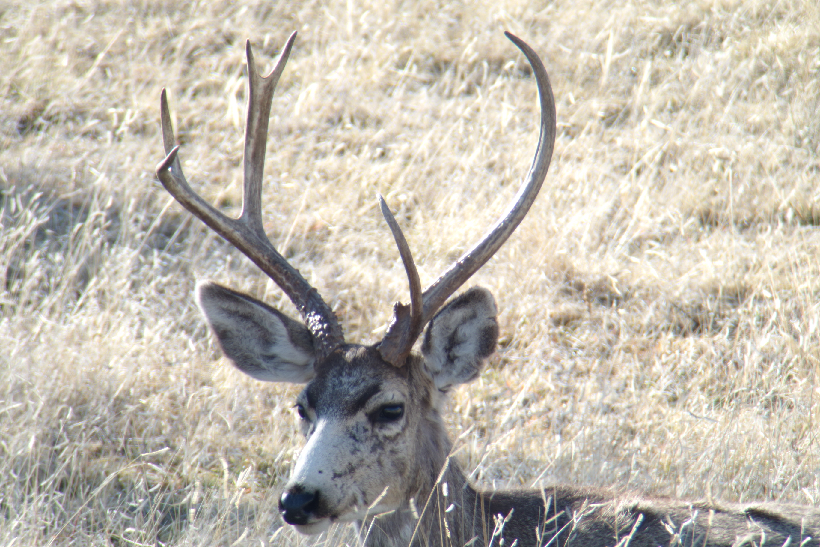 buck2_3.27.14.jpg