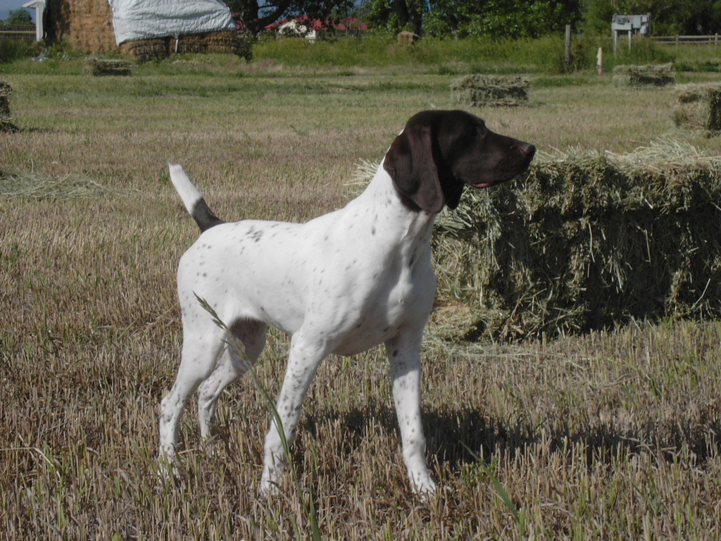 Sharp Shooter's Big Nose Kate at 23 weeks