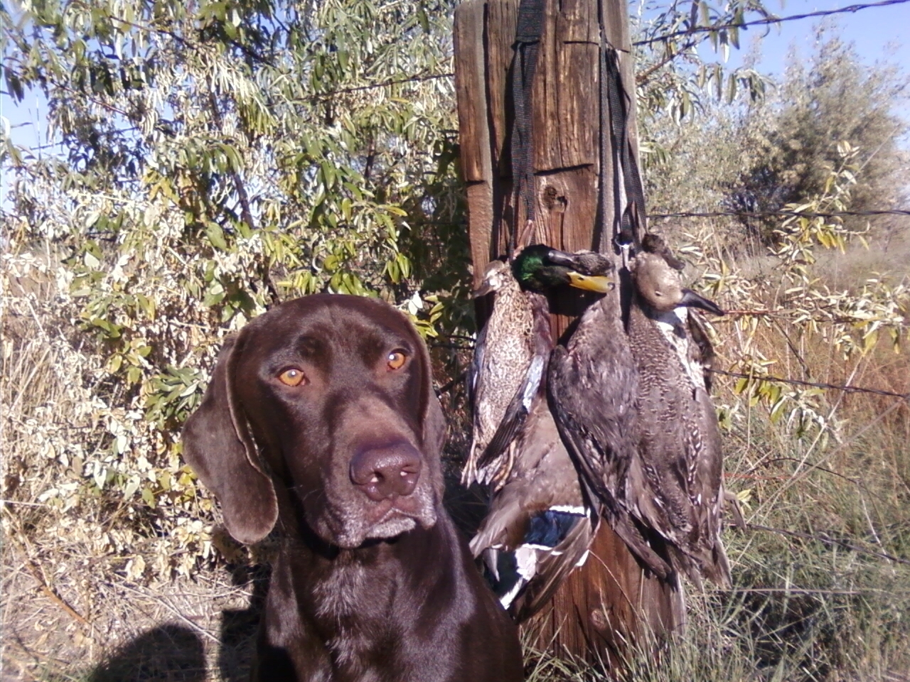 A limit: one mallard drake, one bluewing teal, two greenwing teal, a wigeon and a pintail hen, October '08