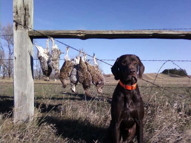 Two limits of sharptails from one walk in North Dakota, 2008