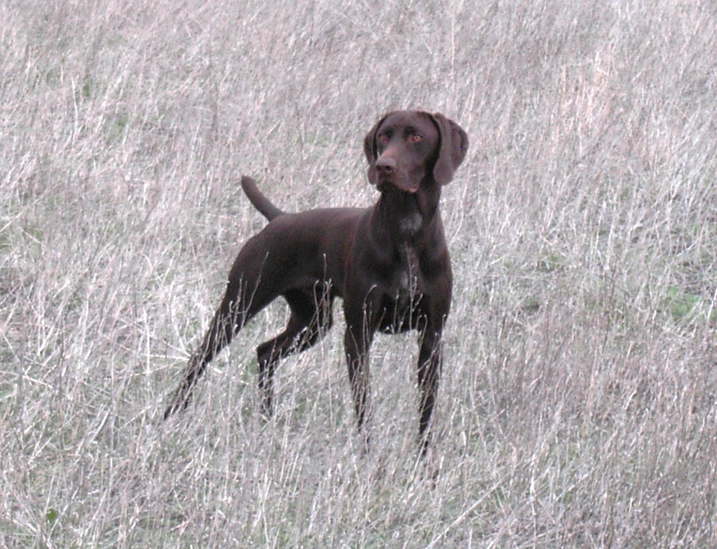 Intl CH VC Outlander Git 'R Done, MH, UT 204 Prize 1, German Shorthaired Pointer