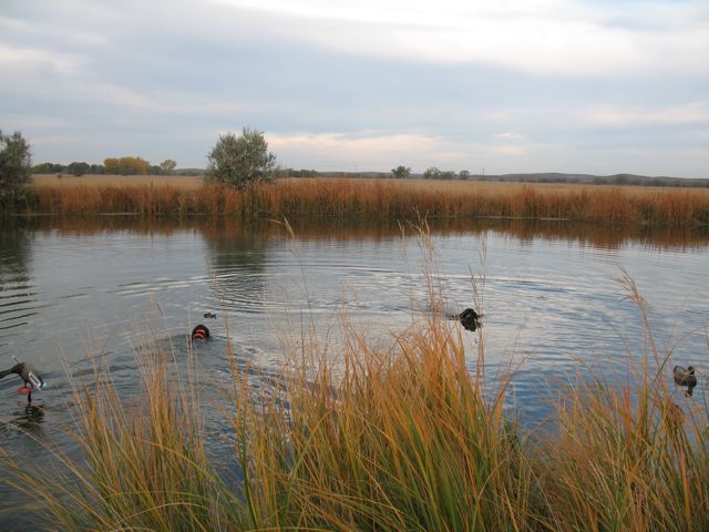 Teal retrieves with Jenna, Coop's half sister, September '06