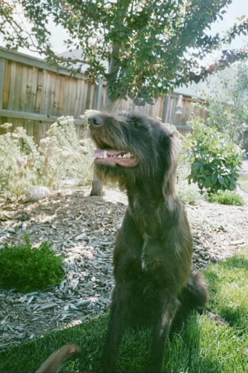 Maddie at 16 months old