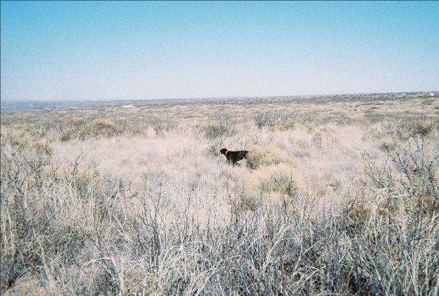 New Mexico scaled quail in February '08.  This produced a double!