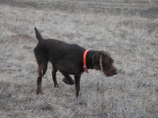 Maddie, a Pudelpointer, on Point